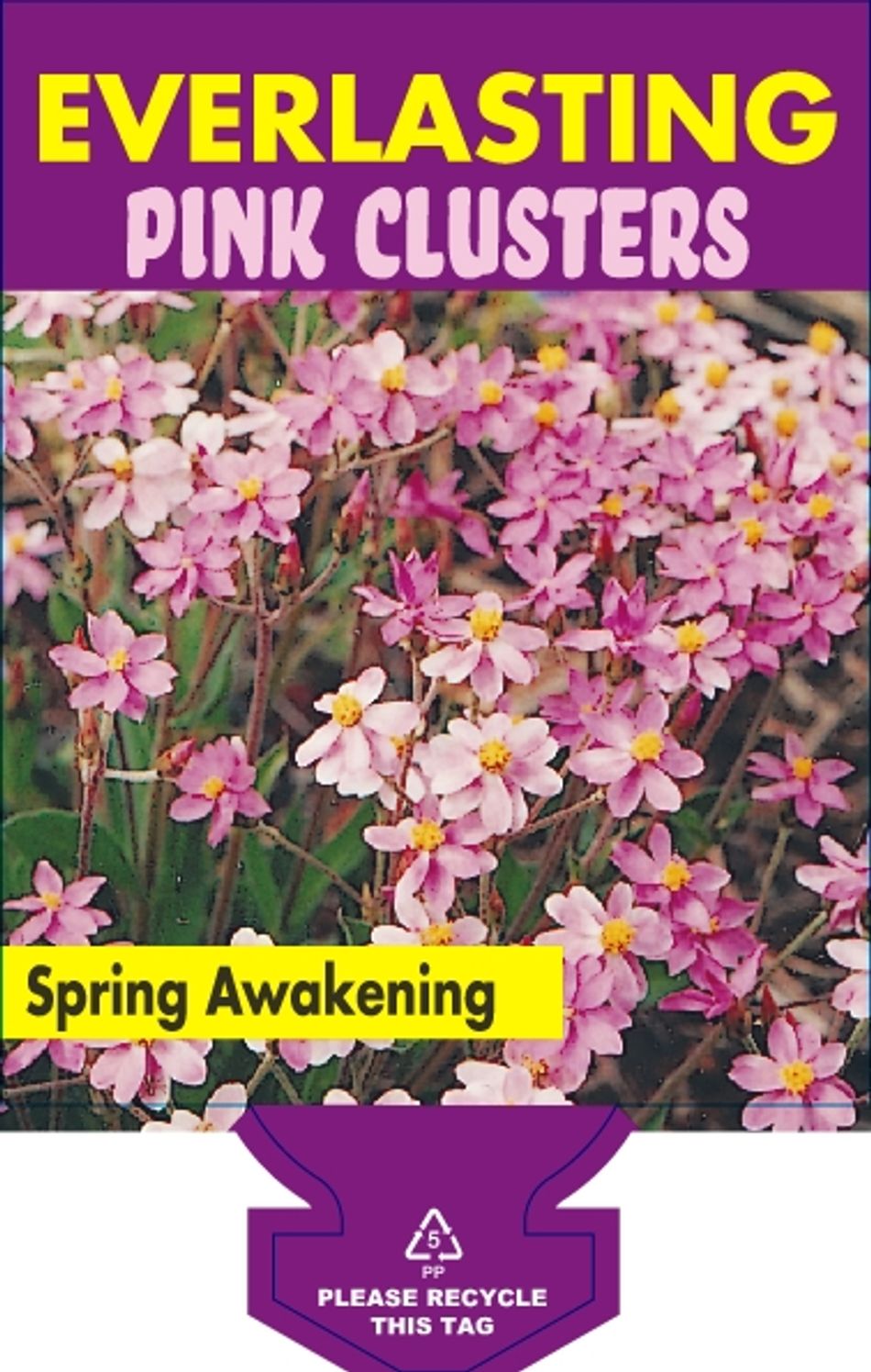 Schoenia Cassiniana Backyard Bloom Hillside Nursery