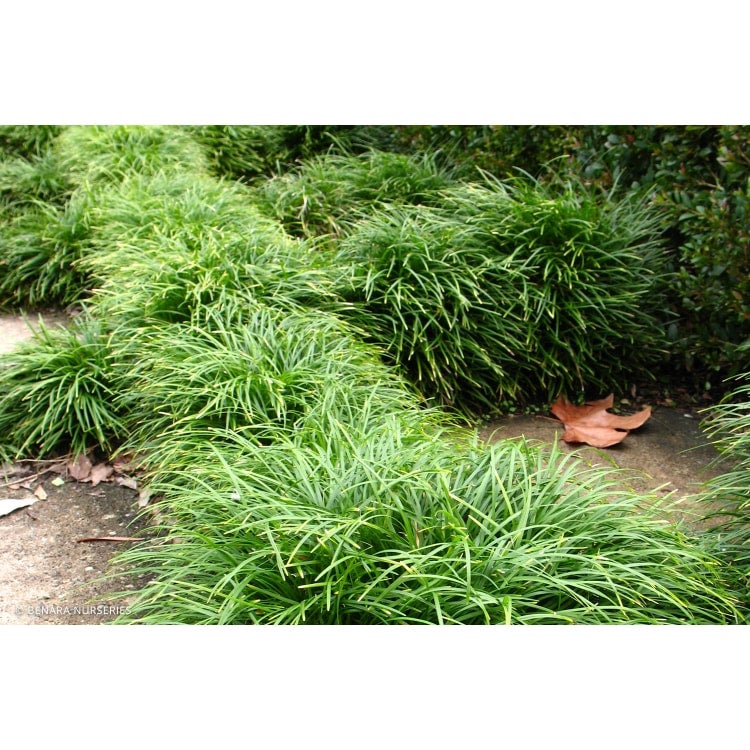 Mondo Grass Ophiopogon Japonicus Backyard Bloom Hillside Nursery