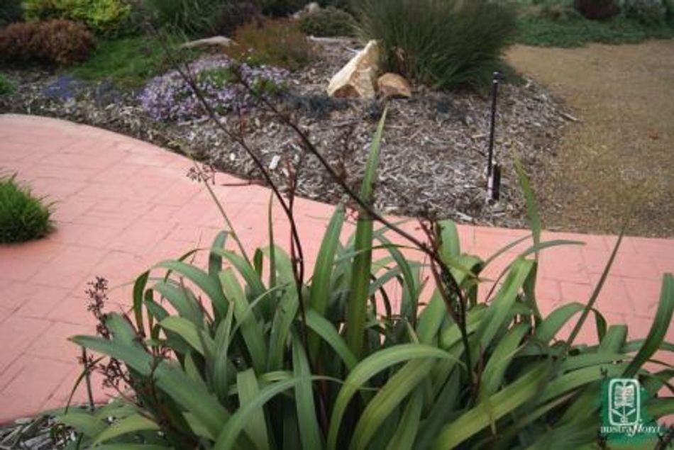 Dianella Cherry Red Backyard Bloom Hillside Nursery